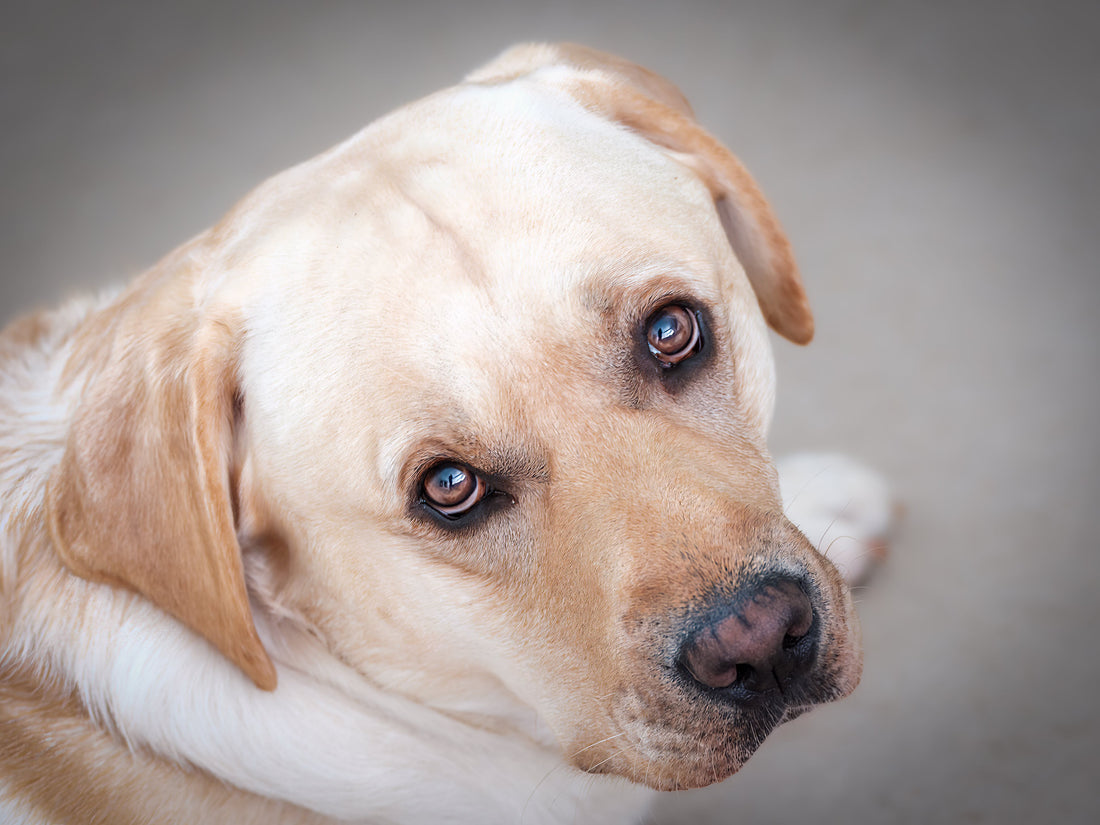 Remembering Our Furry Friends: A JHY DESIGN Tribute with Memorial Lanterns